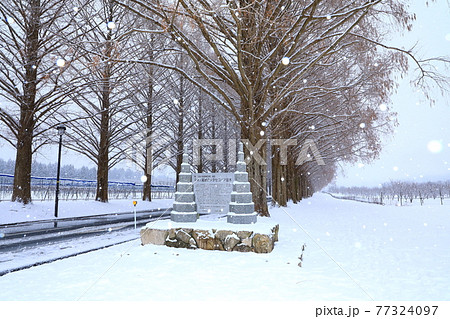冬のメタセコイア並木 雪景色 冬のメタセコイア並木 雪景色 77324097
