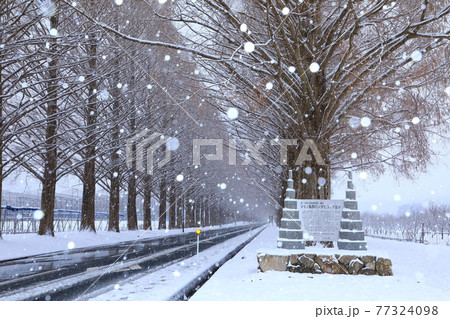冬のメタセコイア並木 雪景色 冬のメタセコイア並木 雪景色 77324098