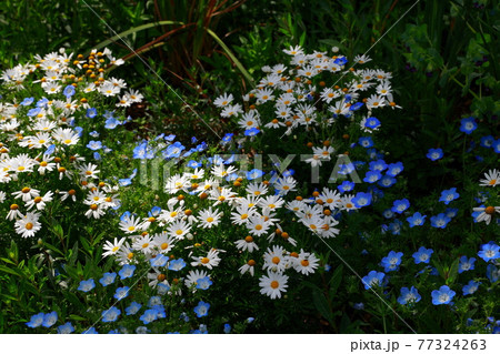 丘に咲くネモフィラ 丘に咲くネモフィラ 77324263