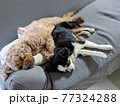 ソファーで寄り添いあって寝るワンコたち 77324288