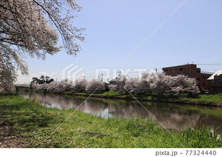 春の日本の元荒川の河川敷に咲くソメイヨシノのサクラの花 春の日本の元荒川の河川敷に咲くソメイヨシノのサクラの花 77324440