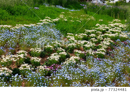 丘に咲くネモフィラ 丘に咲くネモフィラ 77324481