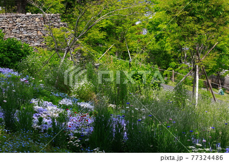 丘に咲くネモフィラ 丘に咲くネモフィラ 77324486