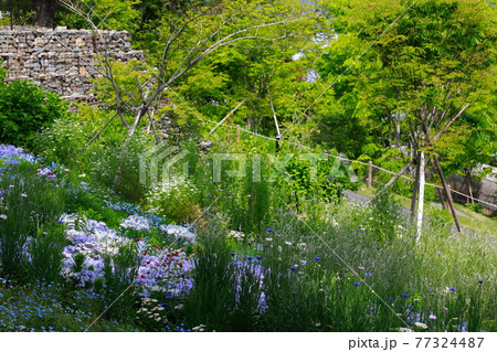 丘に咲くネモフィラ 77324487