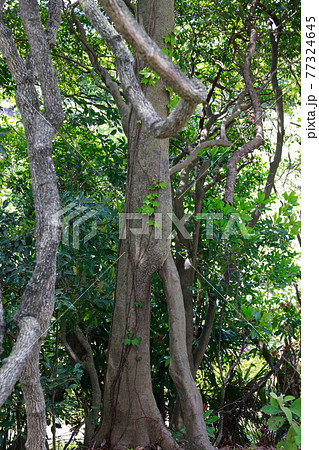 生存競争 77324645