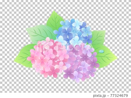 梅雨の紫陽花 背景フレーム ☆ バリエーション多数 77324679