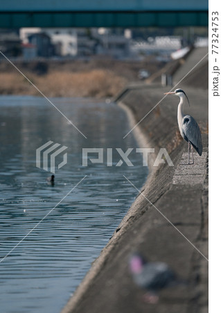 何かを見つめるアオサギ 77324753