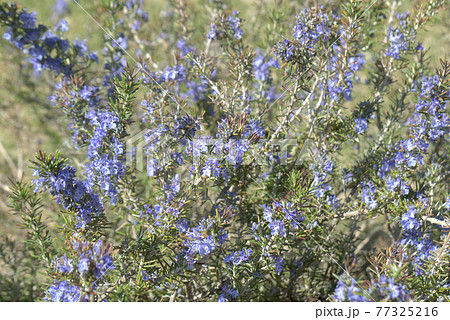 ローズマリー ローズマリー 77325216