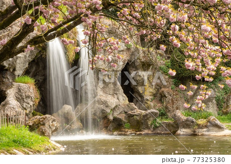 Japanese cherry tree is in the park next to the waterfall Japanese cherry tree is in the park next to the waterfall 77325380