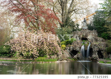 Japanese cherry tree is in the park next to the waterfall Japanese cherry tree is in the park next to the waterfall 77325395