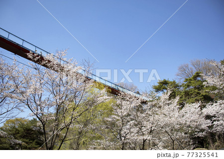 春の八幡山公園アドベンチャーブリッジ 春の八幡山公園アドベンチャーブリッジ 77325541