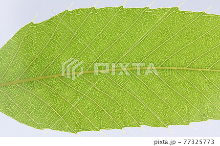 樹木・アベマキ（棈）の若葉と葉脈 77325773