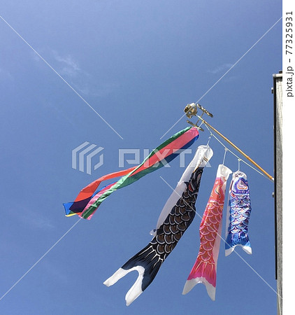 子ども日に鯉のぼりを上げよう 77325931