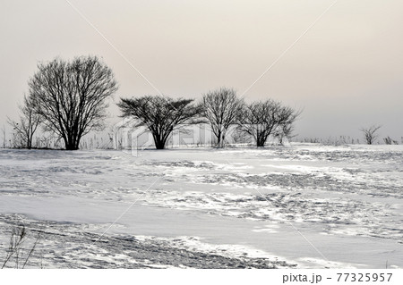 極寒の雪景色 77325957