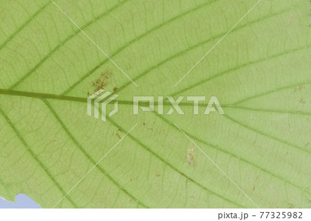 ナラガシワ（楢柏）の若葉と葉脈 77325982
