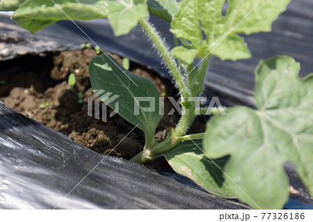 接ぎ木苗スイカ植えて一週間目 77326186