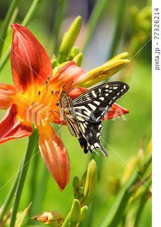 アゲハ蝶とユリの花の写真素材 [77326214] - PIXTA