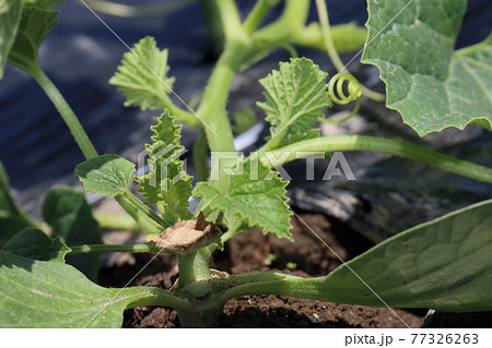 接ぎ木苗金太郎ウリ植えて一週間目 77326263