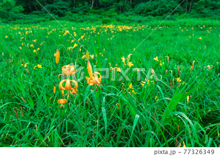 湿原に咲くオニユリとニッコウキスゲ 77326349