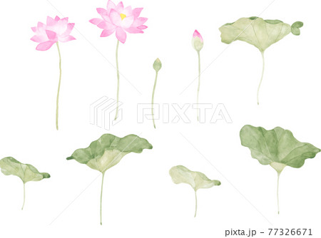 水彩で描いた蓮の花と葉のイラスト素材