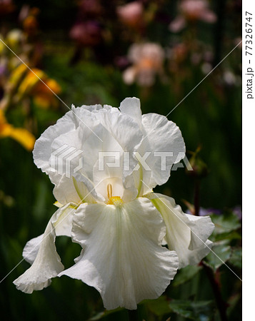 Beautiful white iris flower close-up. Exquisite flower petals on a blurry green background on a sunny day. 77326747