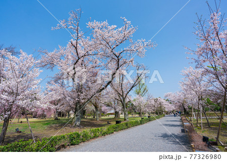 京都 二条城の桜 京都 二条城の桜 77326980