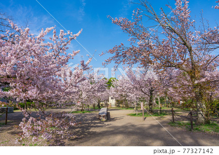京都　円山公園の桜　 77327142
