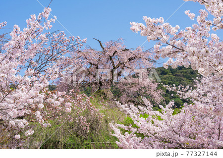 京都　円山公園の桜　 77327144