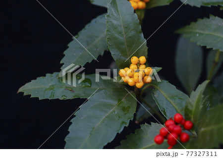 キミノセンリョウ 77327311