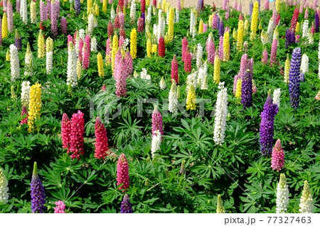 ルピナスの花園 【相模原市津久井 5月】 ルピナスの花園 【相模原市津久井 5月】 77327463