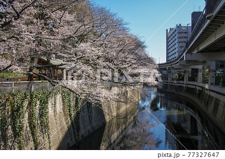 江戸川橋の桜 一休橋からの下流側の神田川沿いの桜の写真素材