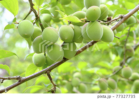 実を付けてきた小さな梅の実 77327735