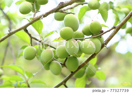 実を付けてきた小さな梅の実 77327739