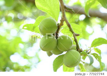 実を付けてきた小さな梅の実 実を付けてきた小さな梅の実 77327744