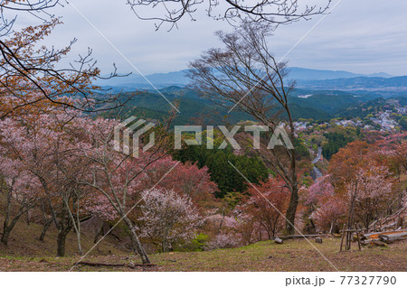 奈良県吉野町2021 上千本散策 花矢倉展望台 奈良県吉野町2021 上千本散策 花矢倉展望台 77327790