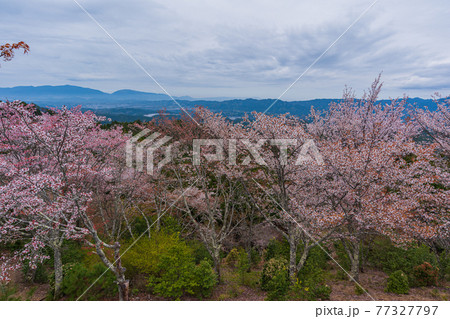 奈良県吉野町2021 奥千本散策　高城山展望台 77327797