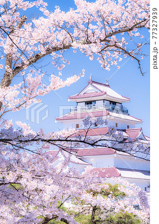 《福島県》桜満開・鶴ヶ城 77327939