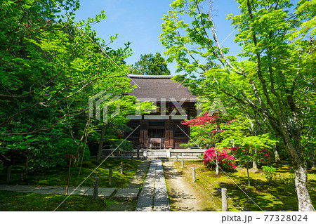 京都　一休寺の本堂と新緑　　　 77328024