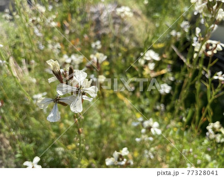 春の終わりルッコラの花 春の終わりルッコラの花 77328041