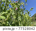 収穫真っ盛りのキヌサヤ 77328042
