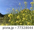 春の終わりの畑に咲く菜の花 77328044