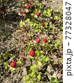 畑に自生する名前が可哀想なヘビイチゴ 77328047