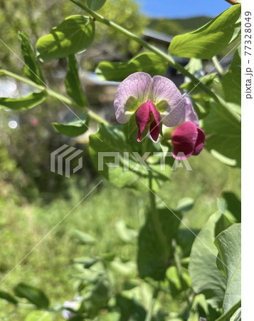 晴れた日にチョウチョかと思ったキヌサヤの花 晴れた日にチョウチョかと思ったキヌサヤの花 77328049