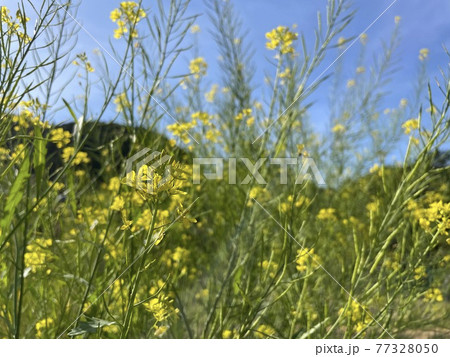 春の終わりの家庭菜園に咲く菜の花 春の終わりの家庭菜園に咲く菜の花 77328050