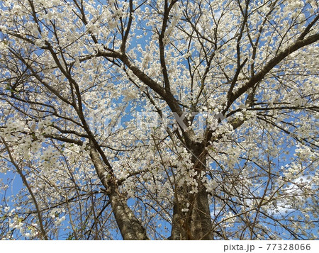 山桜 福島市飯坂町茂庭 山桜 福島市飯坂町茂庭 77328066
