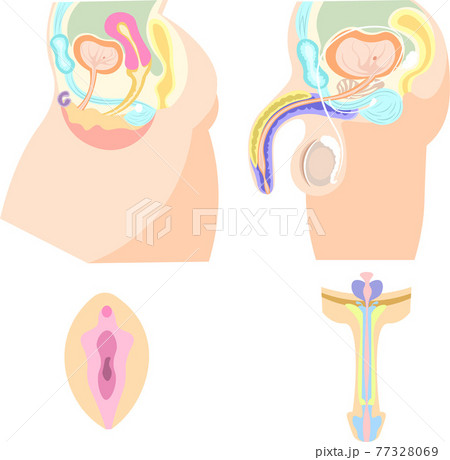 男性　女性　生殖器　簡易　イラスト 77328069