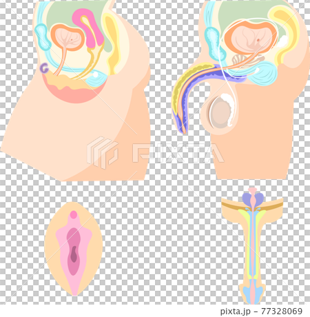 男性　女性　生殖器　簡易　イラスト 77328069