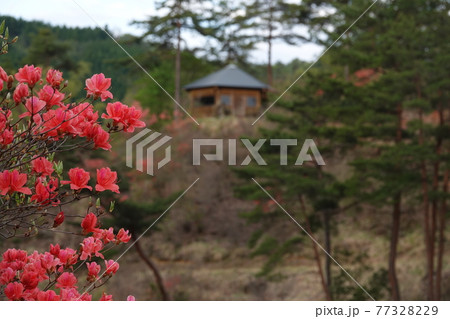 黒澤湿原のオンツツジと野鳥観察小屋 77328229