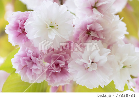 白とピンクの美しい春のサクラの花々 名前はイチヨウの写真素材