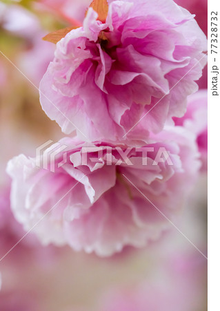 二つの美しい春の桜の花と背景のボケの写真素材